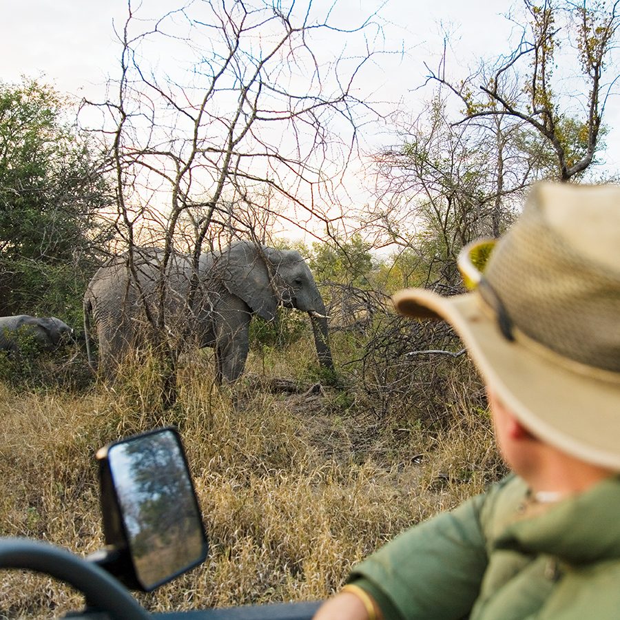 Dinokeng Private Reserve elephant. Credit: Getty Images